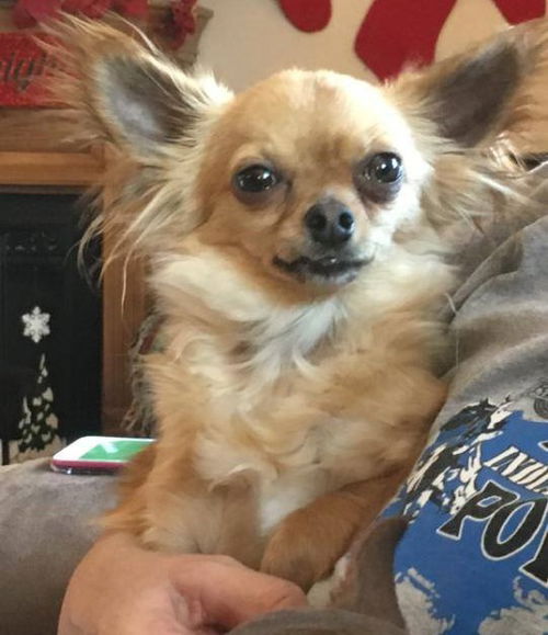 Gizmo