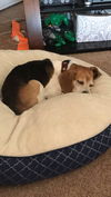 Little Jack