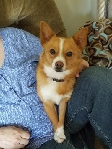 Foxy