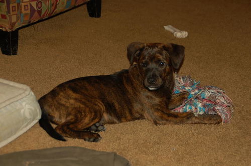 Dalila