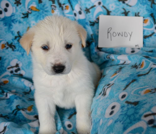 Rowdy