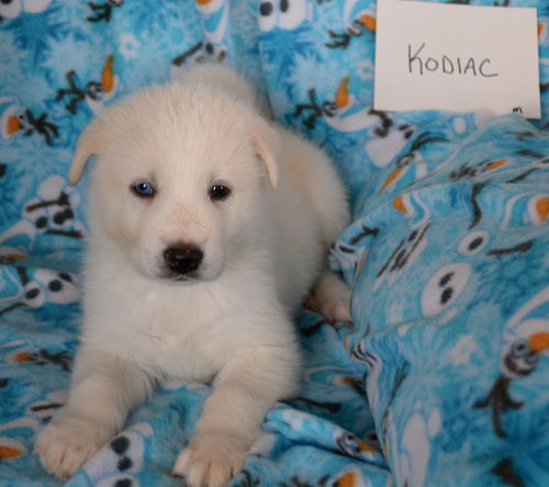 Kodiak