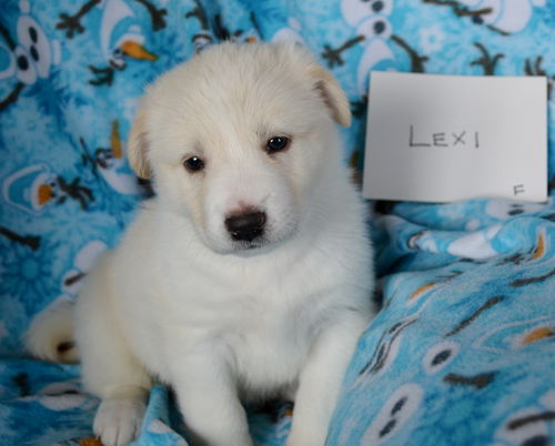 Lexi