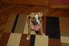 Sadie