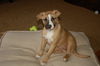 Sadie