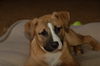 Sadie