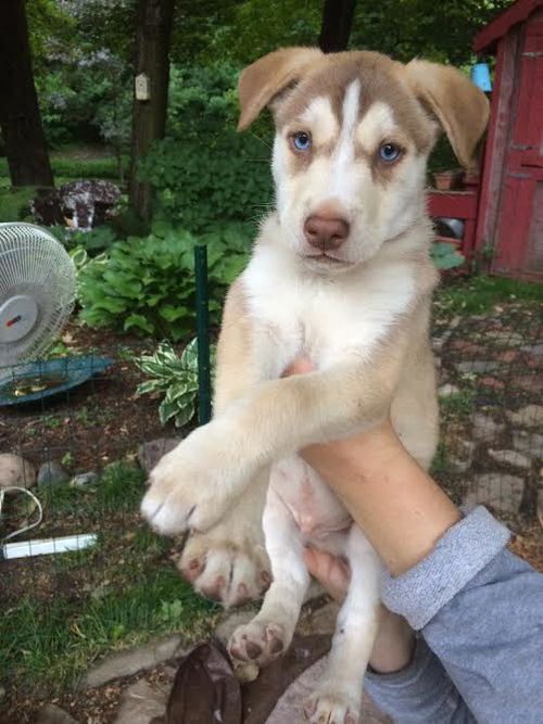 Frodo