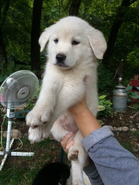 Nanook