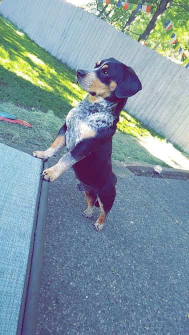Oscar