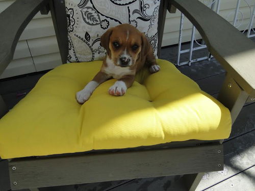 Daisy