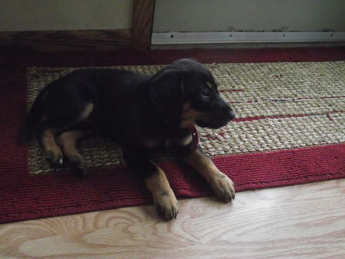 Ella