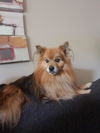 Teddy