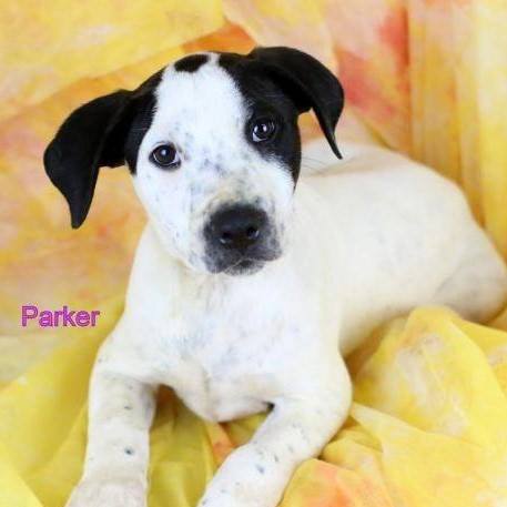 Parker
