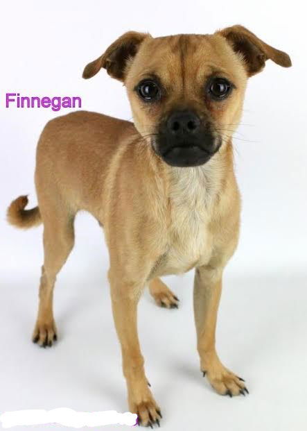 Finegan