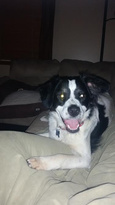 Rascal