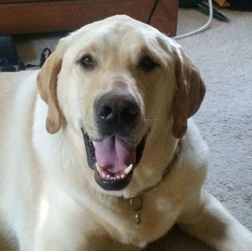 Odin