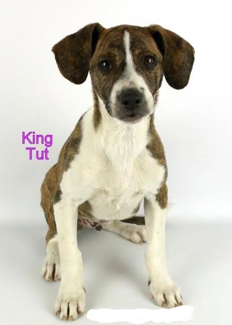 King Tut