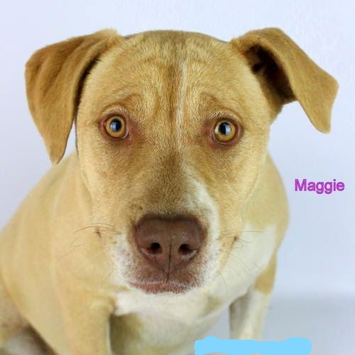 Maggie Gold