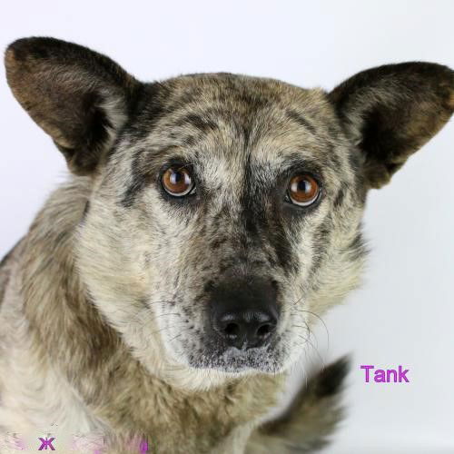 Tank
