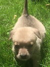 Tara pup