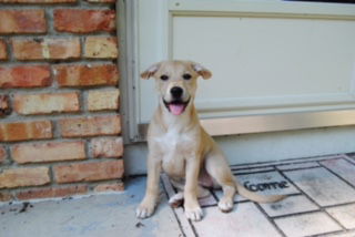 Tara pup