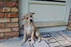 Tara pup