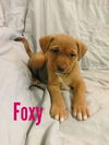 Foxy