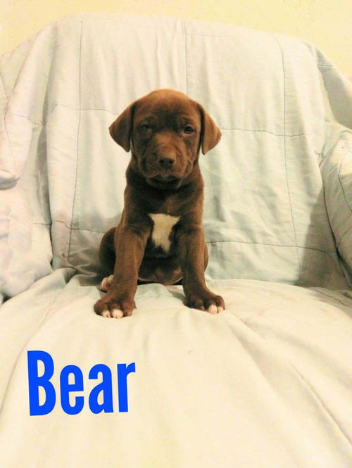 Bear