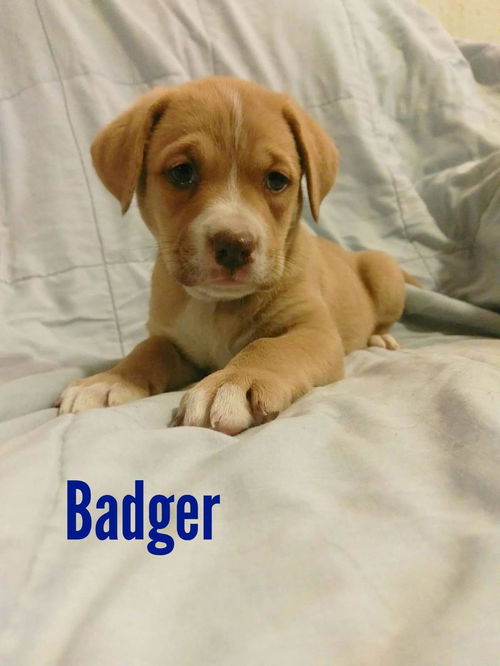 Badger