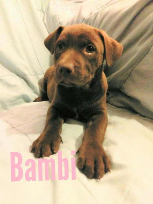 Bambi