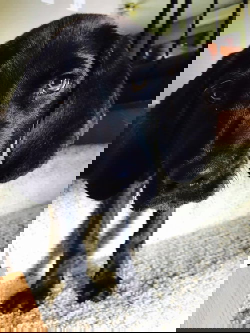 Cam