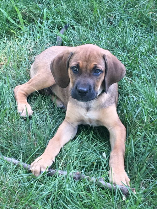 Jack pup