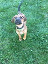 Jack pup