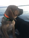 Jack pup