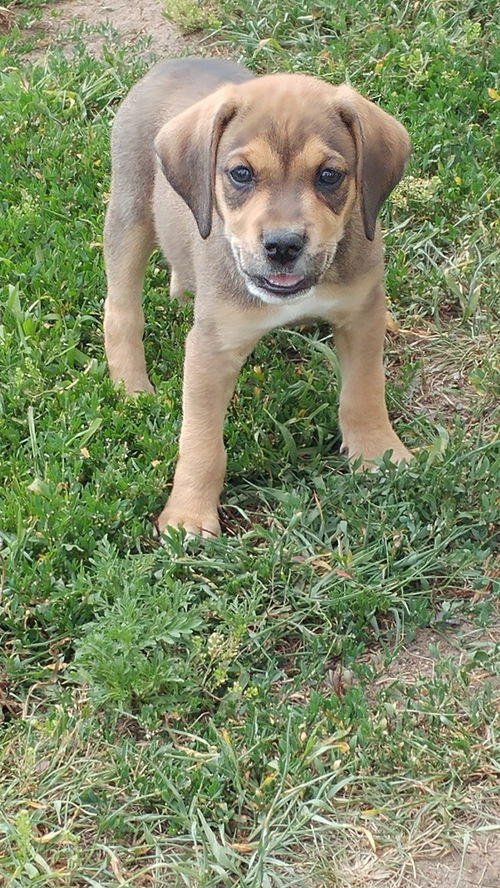 Bandit