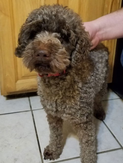 Fritz