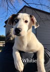 Whitie