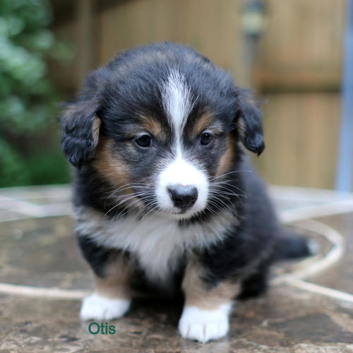 Otis