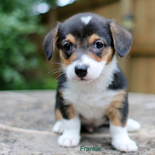 Frankie