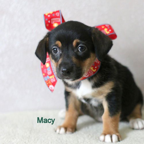 Macy