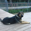 Sarge