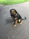 Sarge