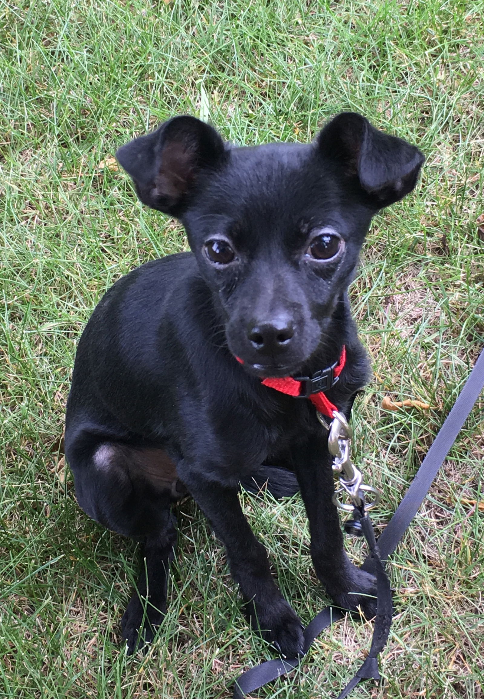 Whippet chihuahua sale dog