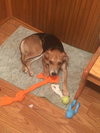 Darby