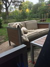 Willow
