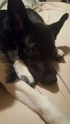 Josie