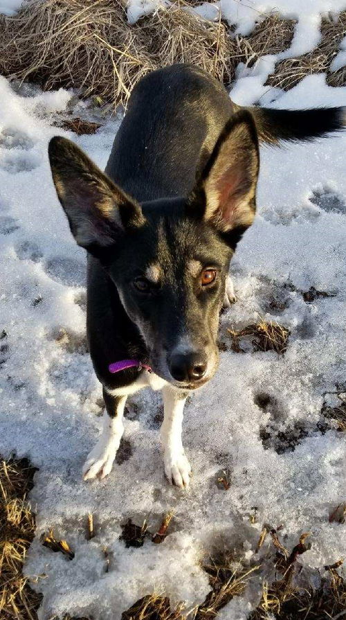 Josie