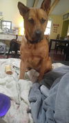 Ginger