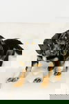Maize