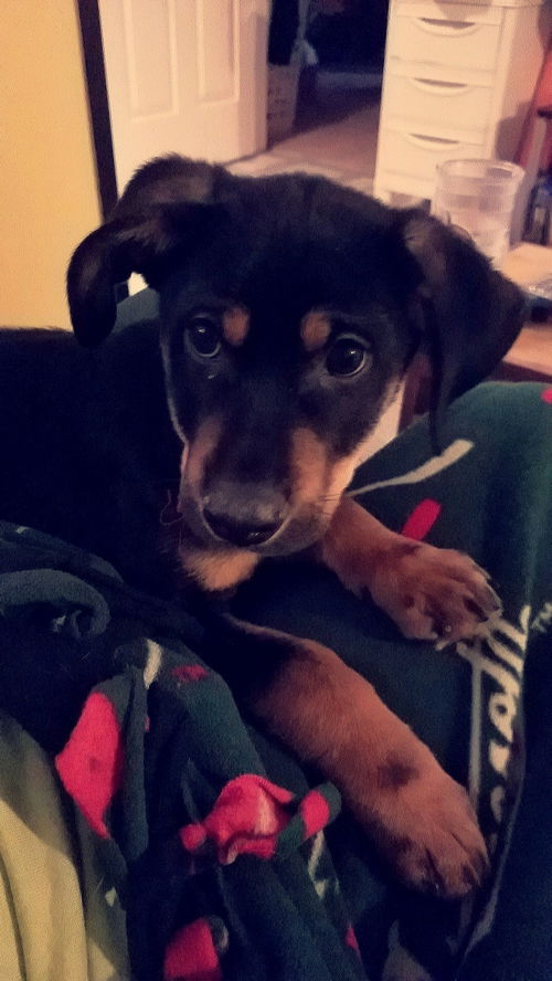 Rocky pup